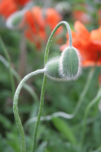2Poppies