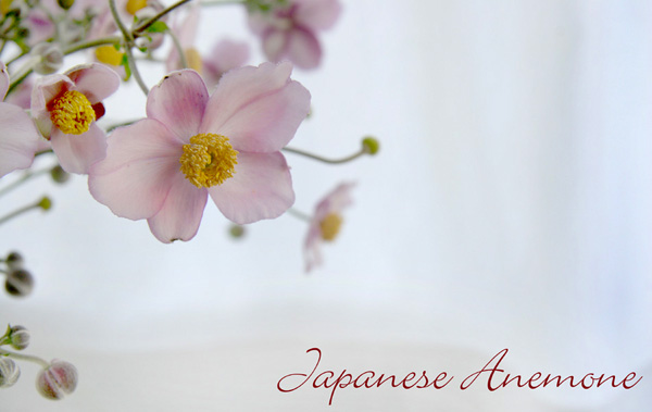 Japanese Anemone