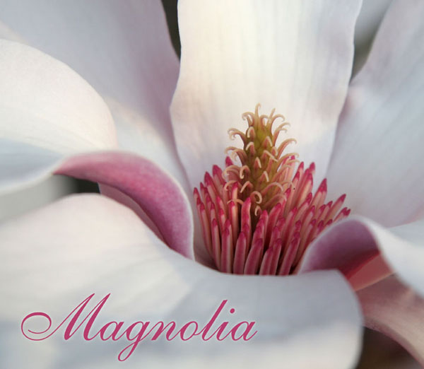 MagClose