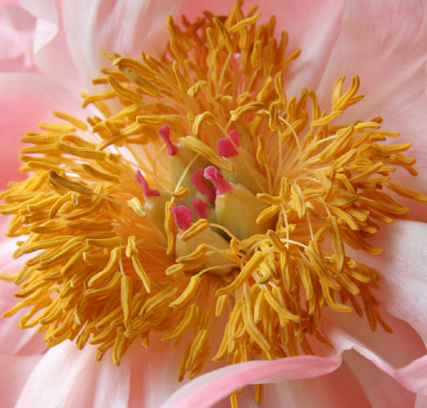 CoralPeony
