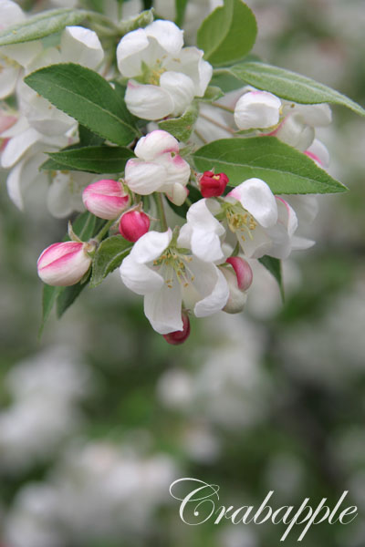 Crabapple