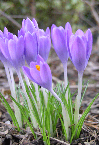 Crocus