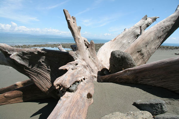 Driftwood