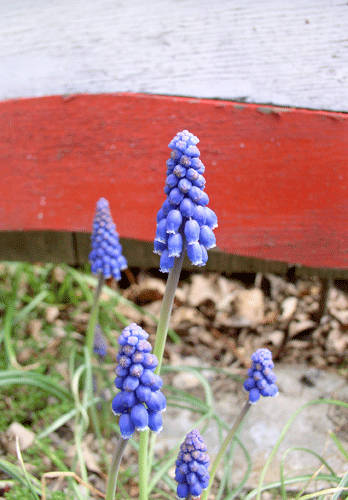 Hyacinth