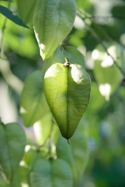 Tree Pod