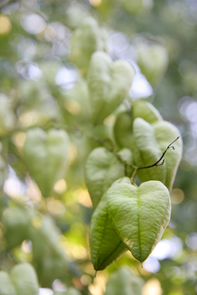 Tree Pod