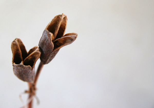 Tulip Pods