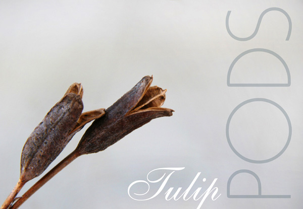 Tulip Pods