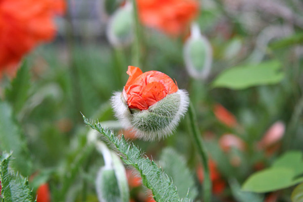 PoppyBud