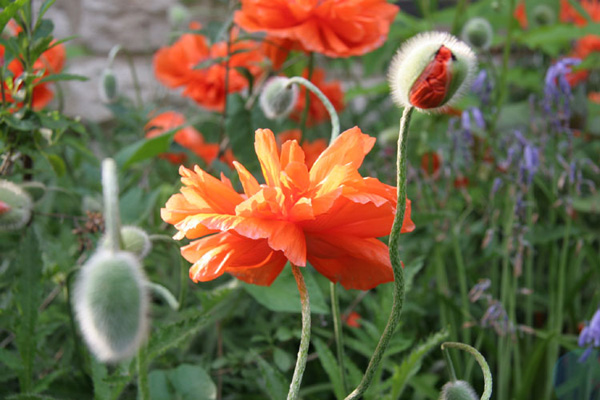 PoppyFlower