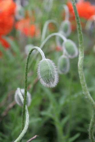 PoppyRow