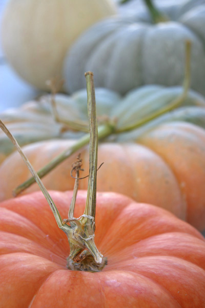 Pumpkins