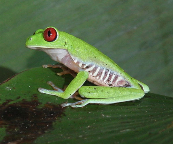 Treefrog