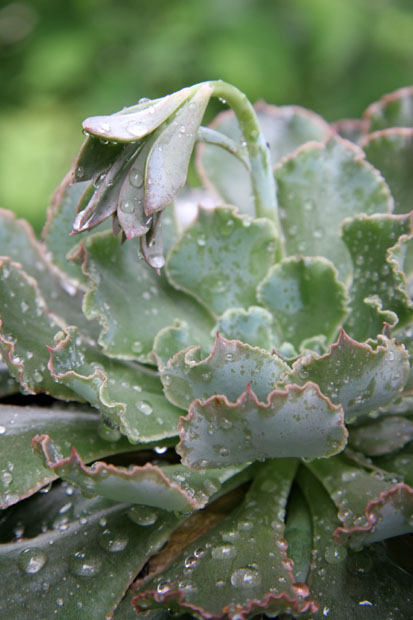 Succulent