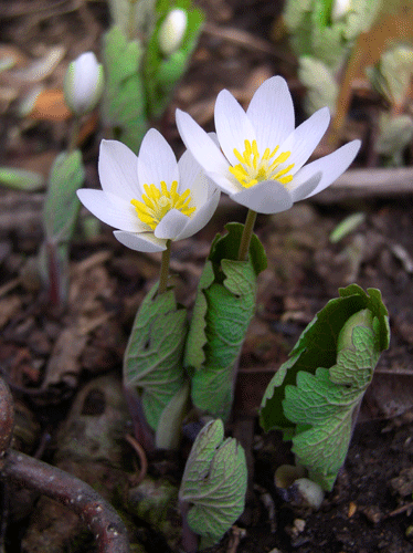 Bloodroot